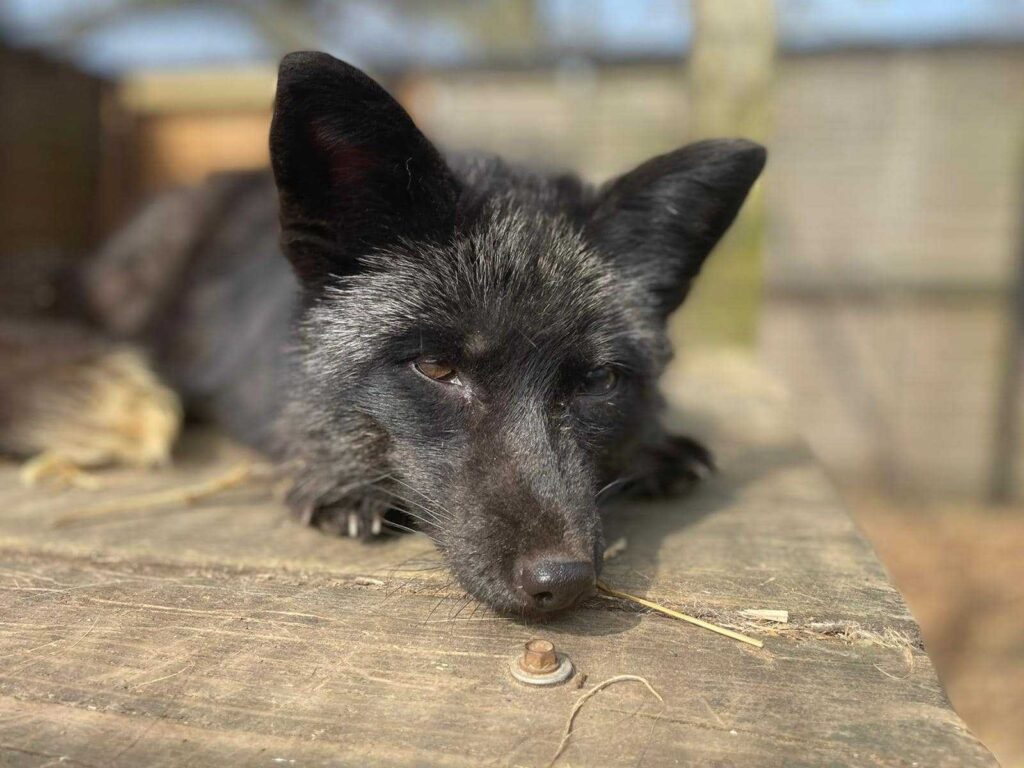 Moxy fox cub where to see animals in essex