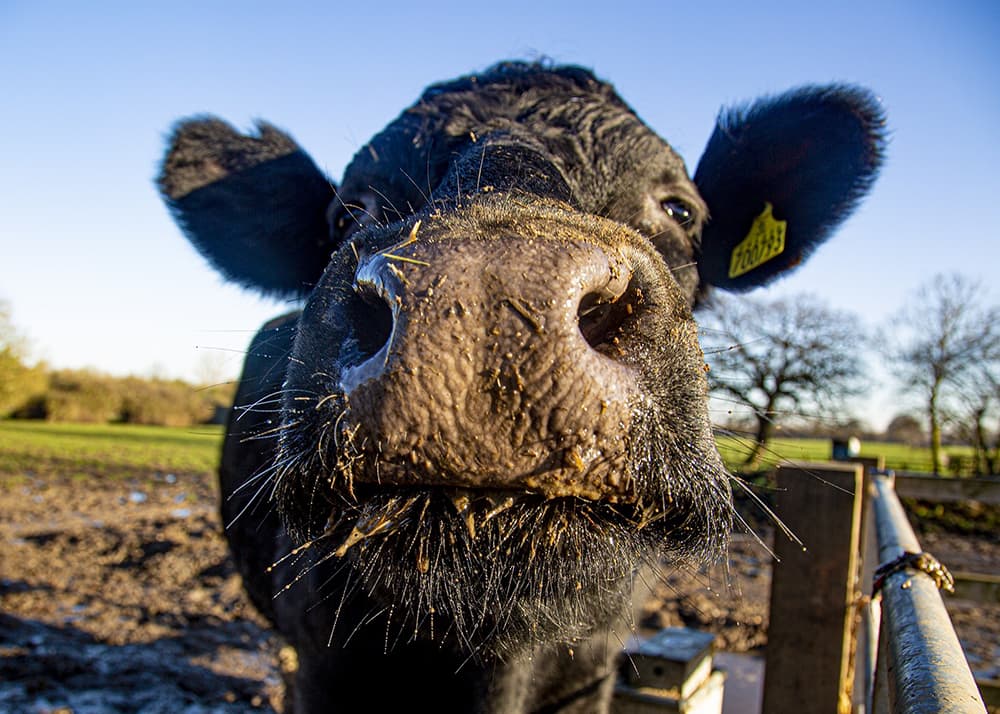 best animal rescue in the UK