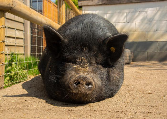 best things to do in Essex with kids