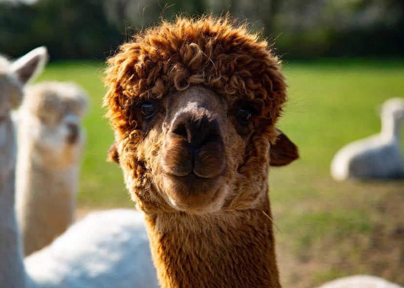 things to do in Essex with kids Hopefield Animal Sanctuary