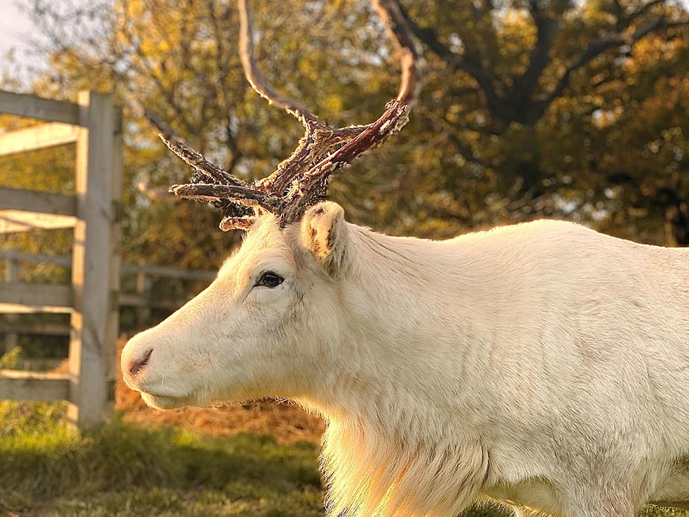 Reindeer exploitation at Christmas