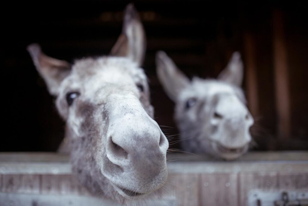 donkey rescue in Essex
