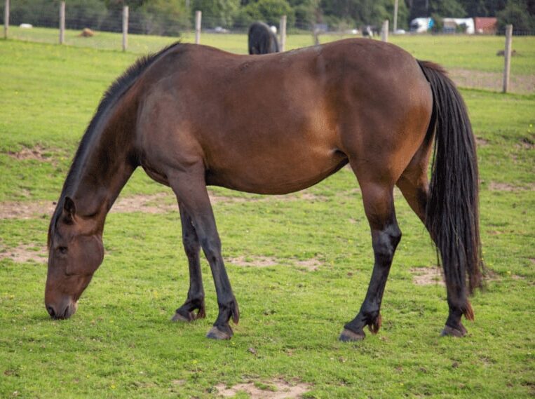 Horse rescue in Essex