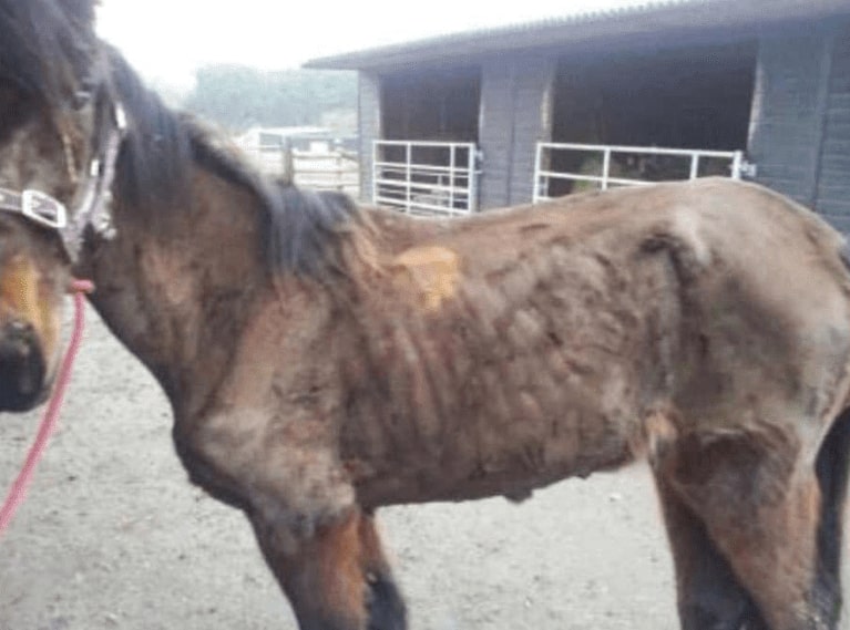 Horse rescue in Essex