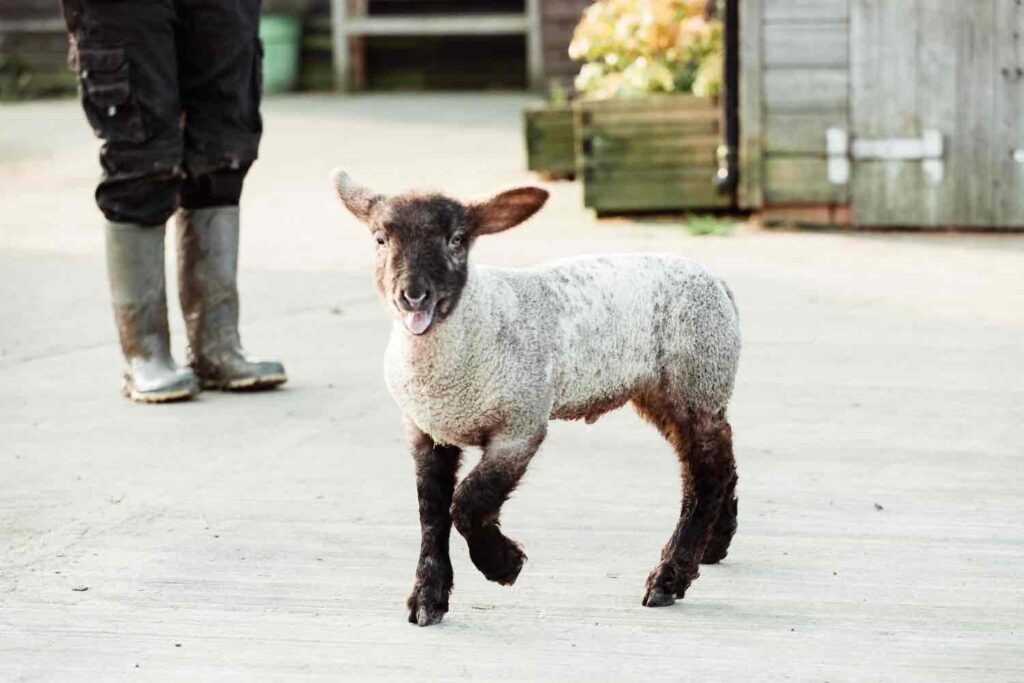 best animal rescue in the UK