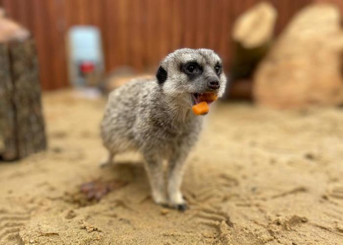 meerkats in Essex animal charity in Essex