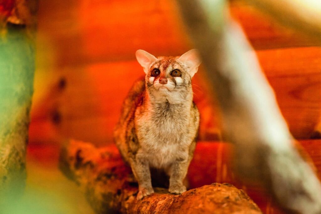 exotic animal rescue in Essex