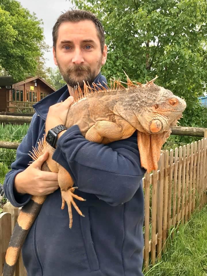 Vlad the Iguana where to see animals in Essex