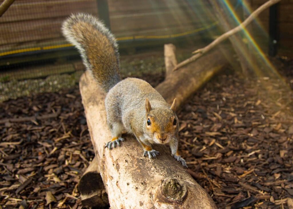 Things to do in Essex with kids Hazel the Squirrel