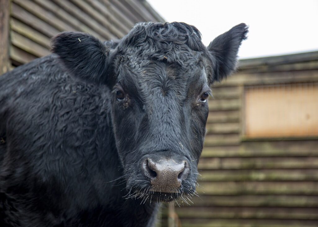 Things to do in Essex with kids Jack the Cow