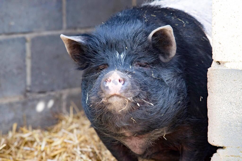 fidget-peaches-the-pigs