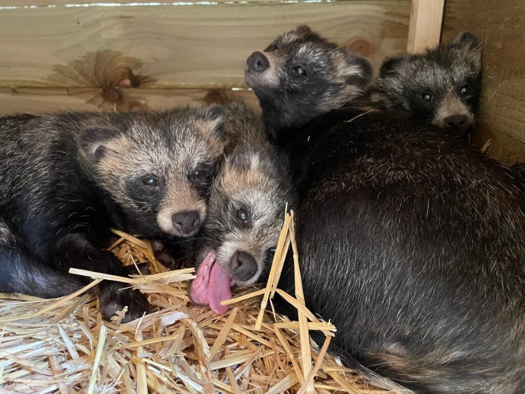 frodo-sam-pippin-and-rosie-the-tanukis