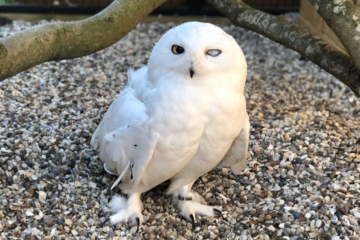 ghost-the-snowy-owl