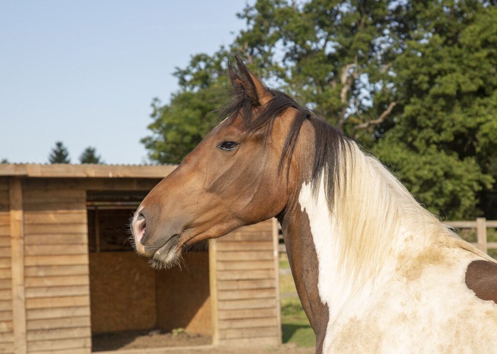 things to do in Essex with kids Harmony the horse