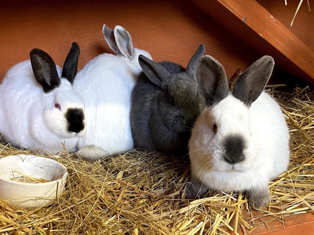 Rabbit rescue Easter holidays in Essex