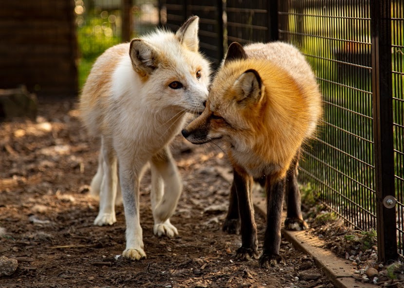 kiera-mia exotic pets