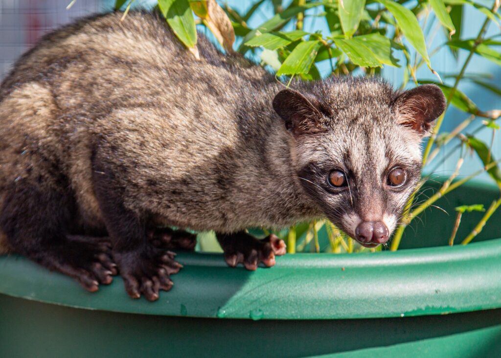 kikko-the-asian-palm-civet
