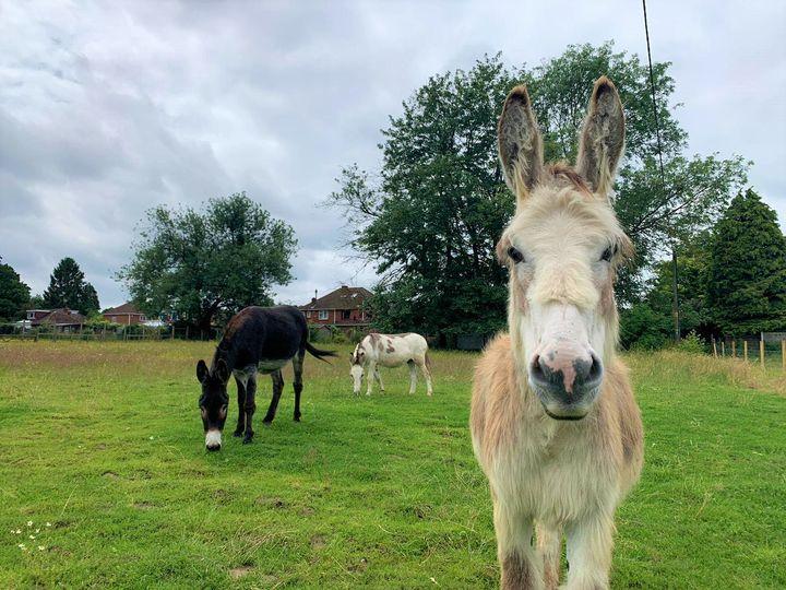 things to do in Essex with kids