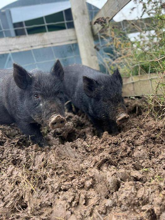 Pig things to do in Essex with kids