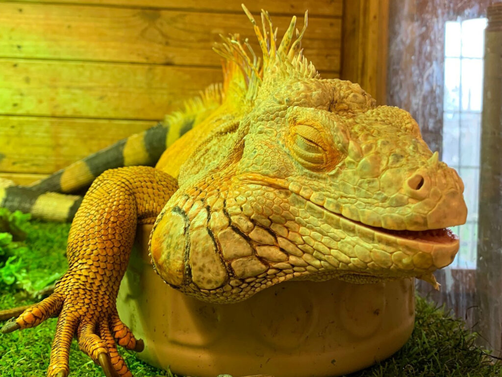 Father's Day Sponsor and animal