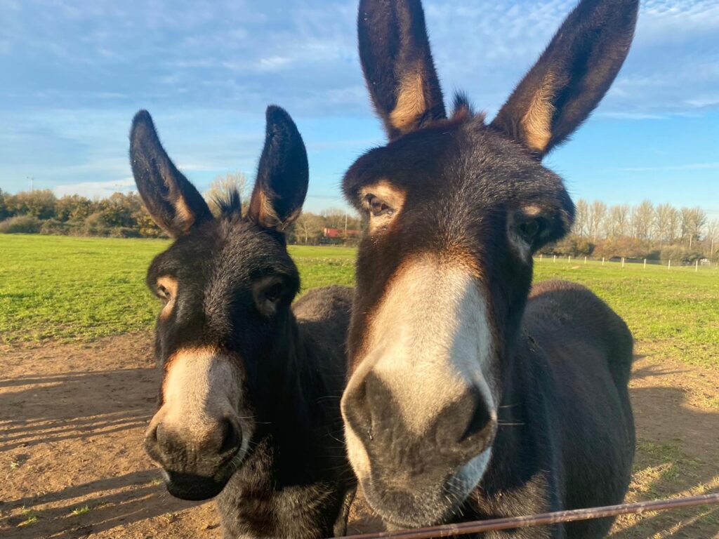 Things to do on Mother's Day in Essex Regina and Ernie the Donkeys