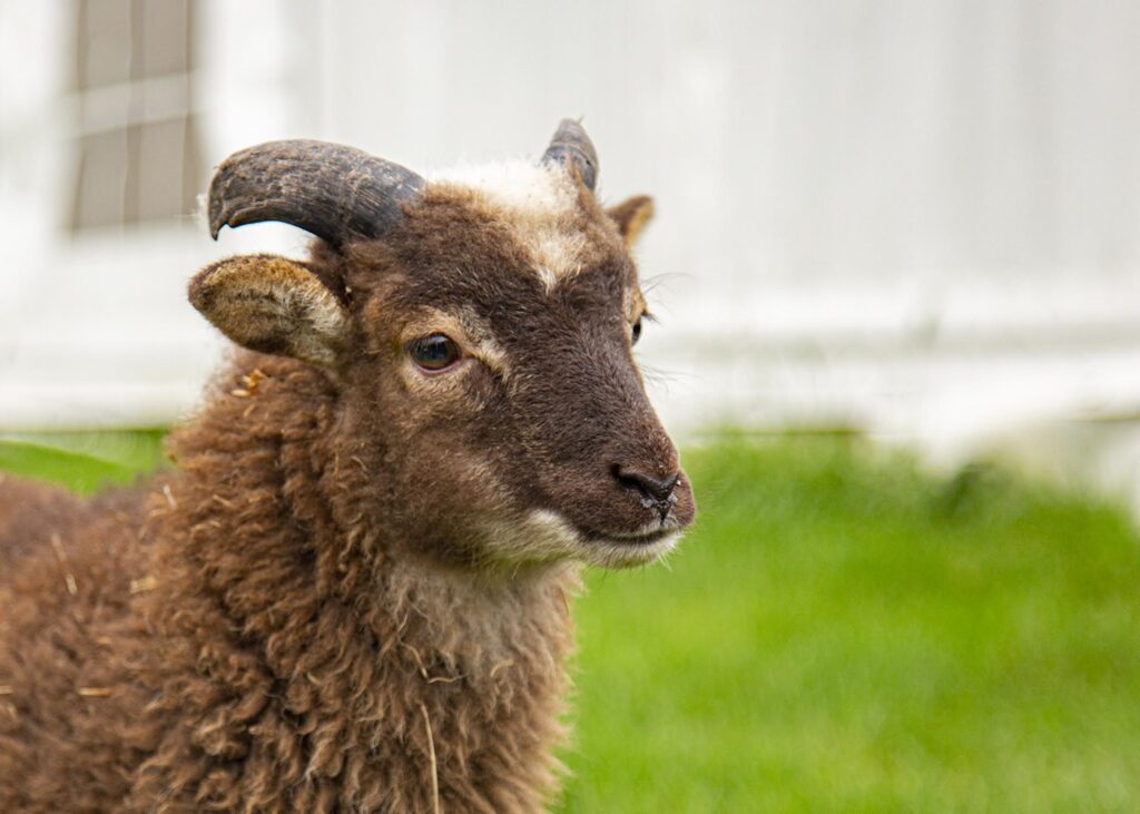 World Vegan Day where to see animals in Essex