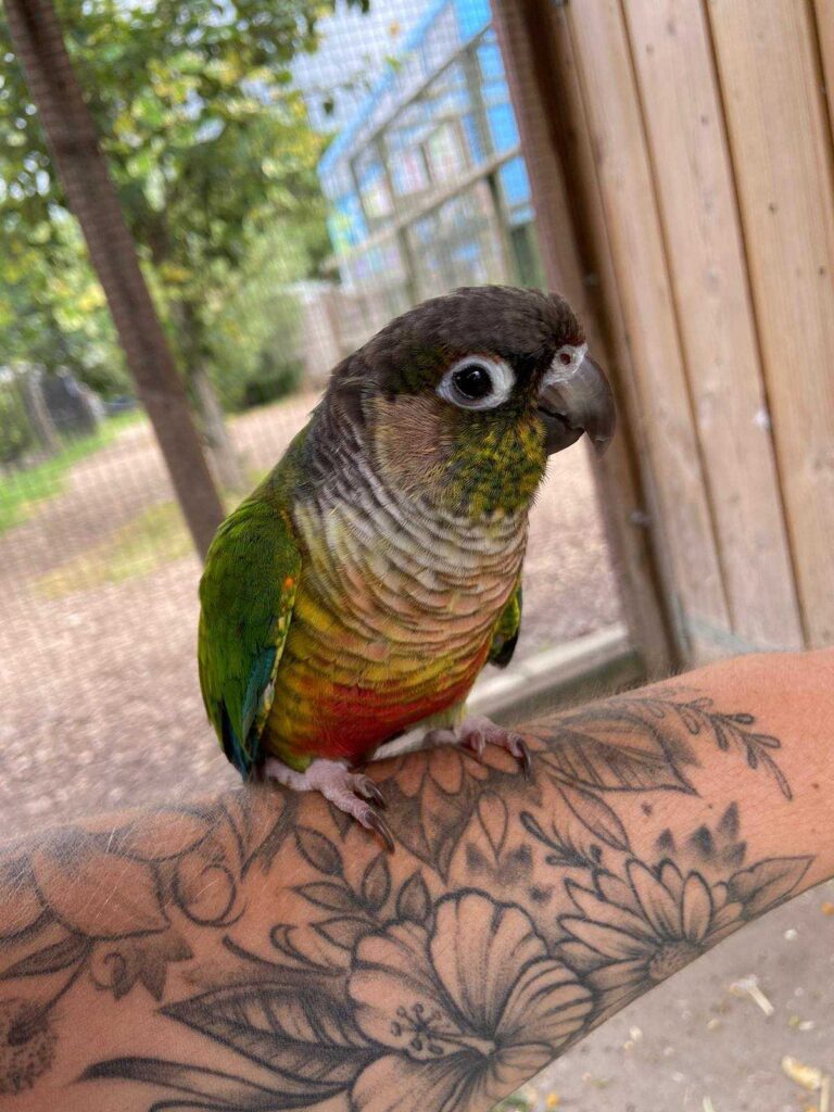 sinbad-the-conure