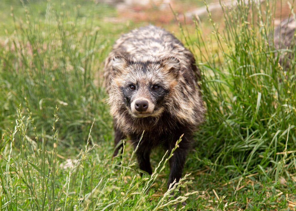takara-the-tanuki exotic pets