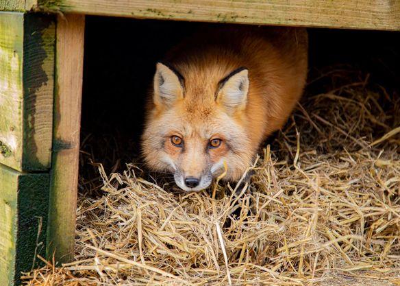 Hay appeal things to do in Essex with kids