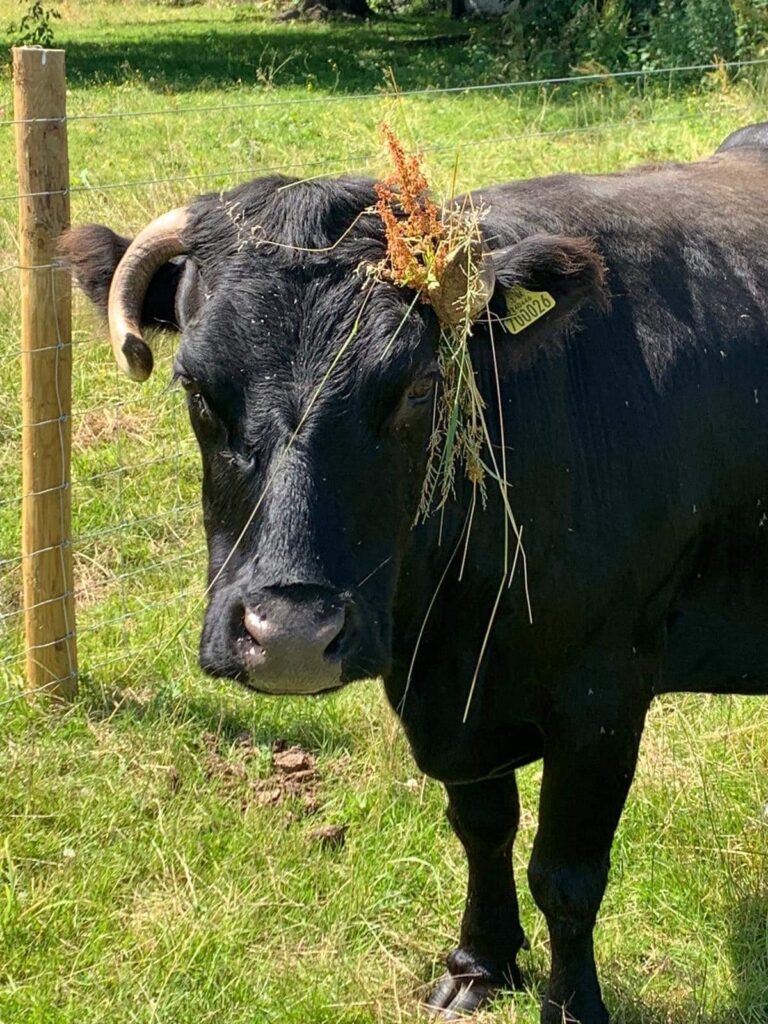 Rosary the cow things to do in Essex with kids