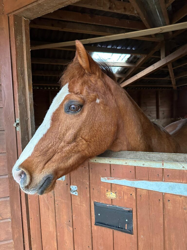 Tino things to do in Essex with kids Hopefield Animal Sanctuary