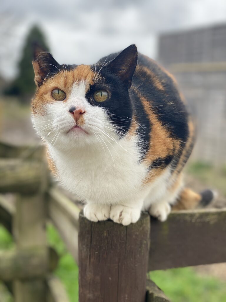 cat cottage things to do in Essex with children