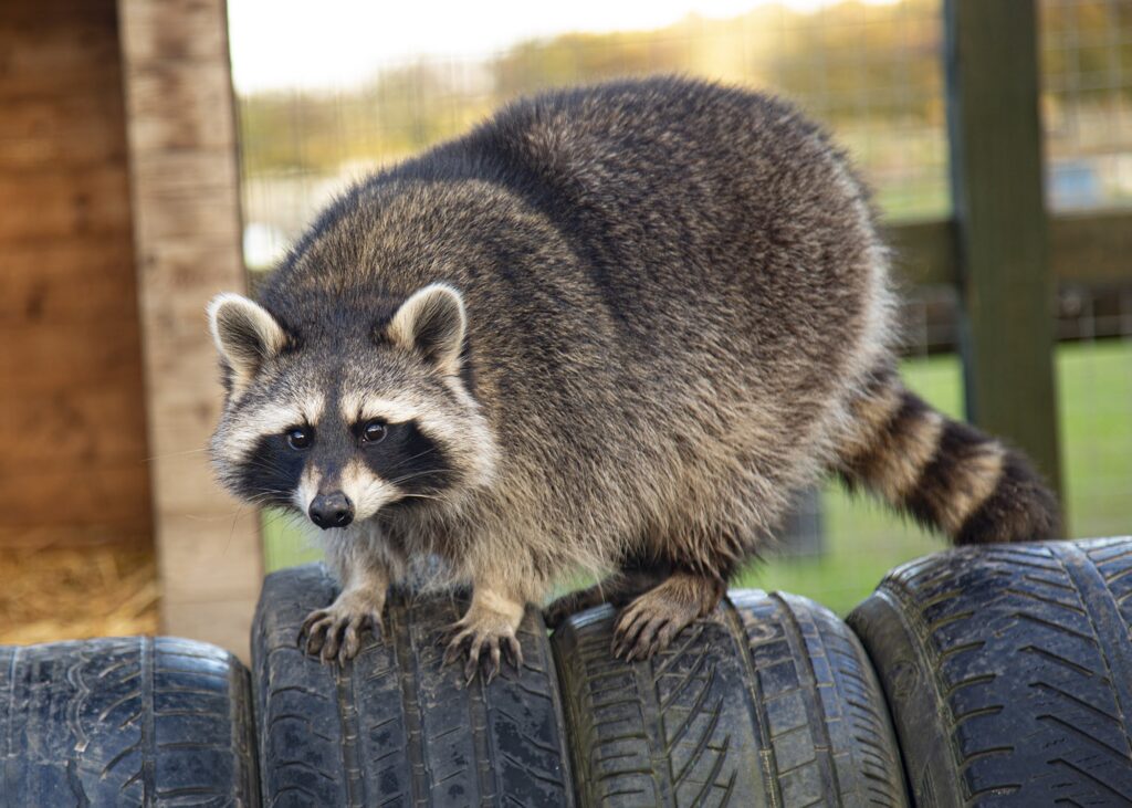 Invasive species Hopefield Animal Sanctuary Exotic Animal