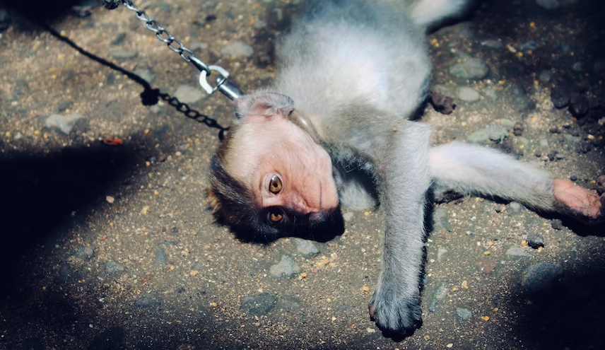 animal cruelty in the tourist industry