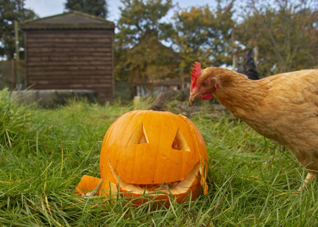 Halloween events in Essex Hopefield Animal Sanctuary