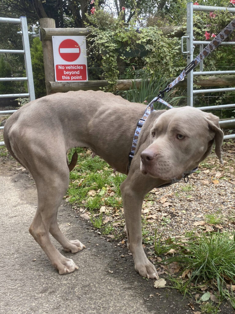 XL Bully t where to see animals in Essex things to do