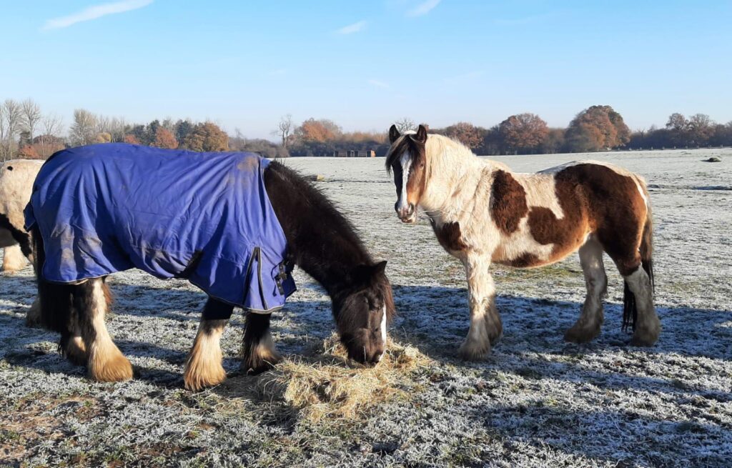 where to see animals in Essex