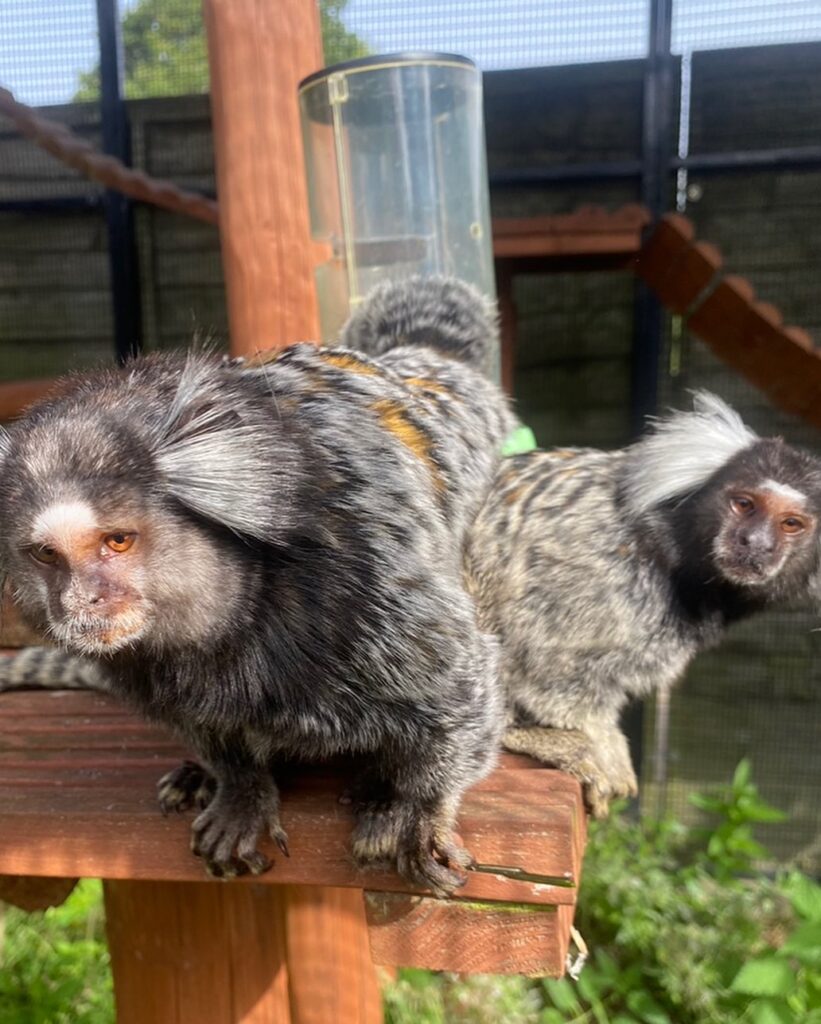 where to see animals in Essex fireworks