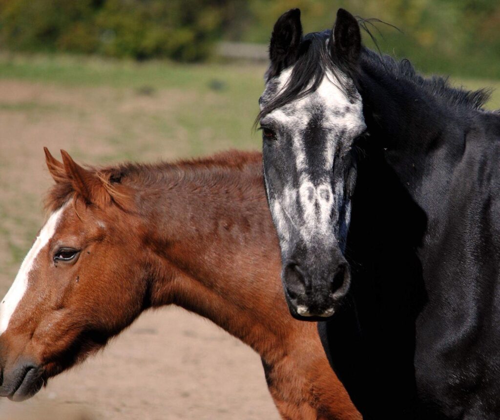 Fireworks animals where to see animals in Essex