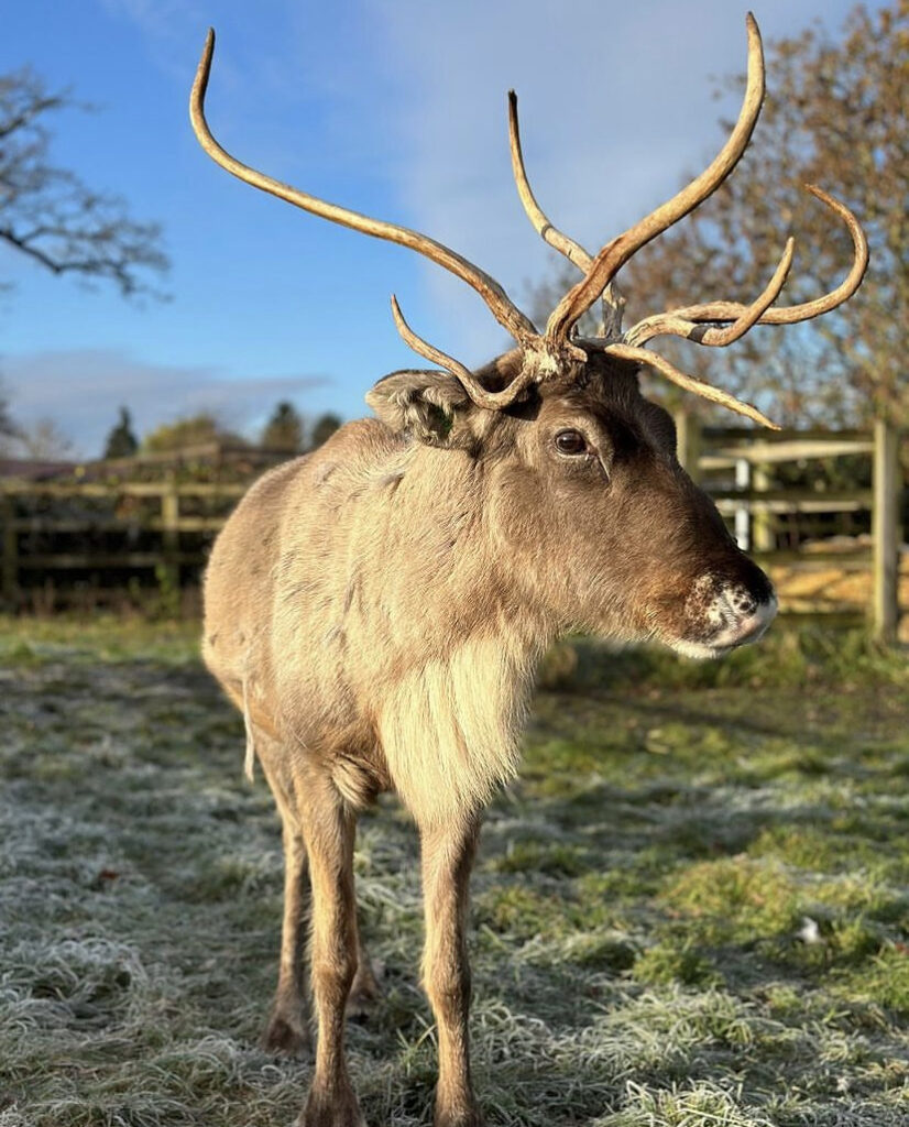 where to see animals in Essex