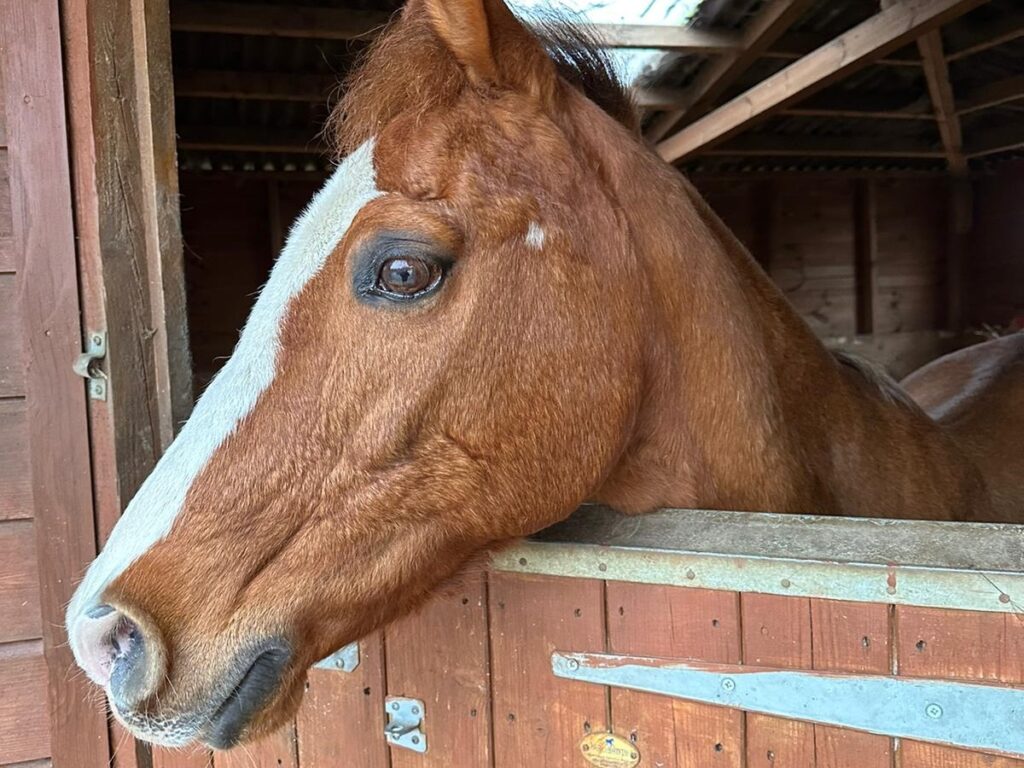 Tino where to see animals in Essex