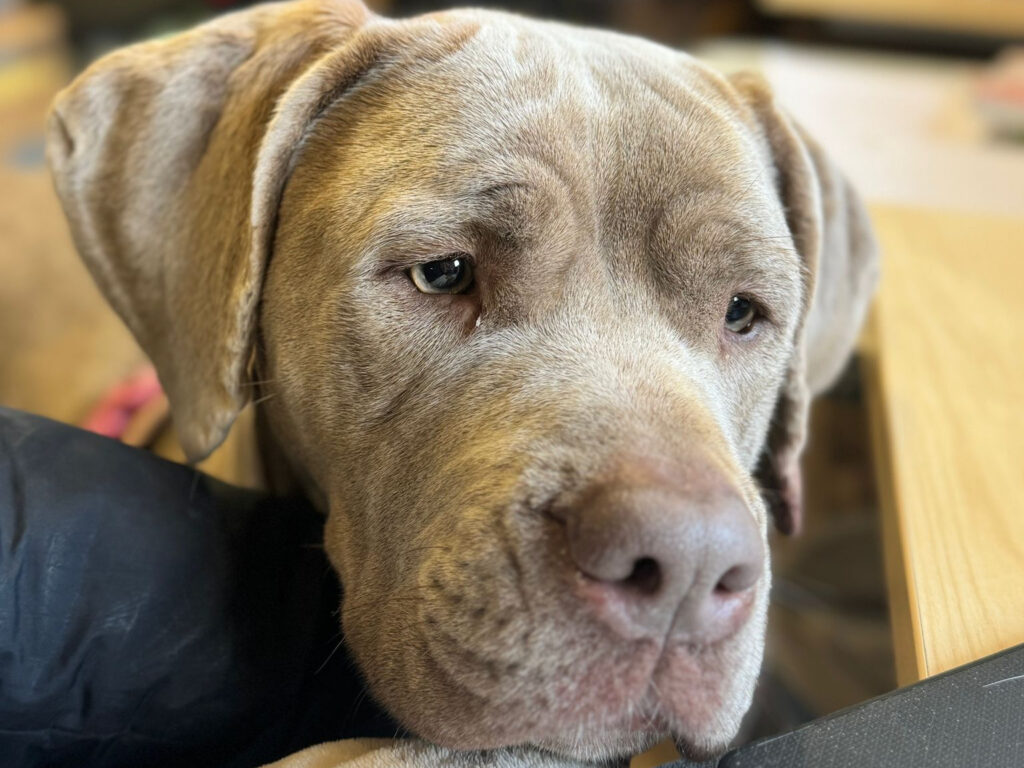 Blu the XL Bully animal sponsorship in Essex