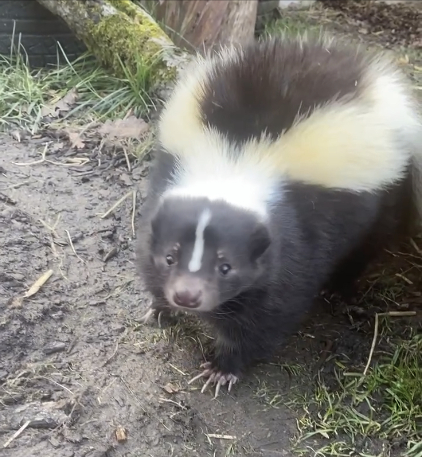 Pongo the Skunk where to see animals in Essex