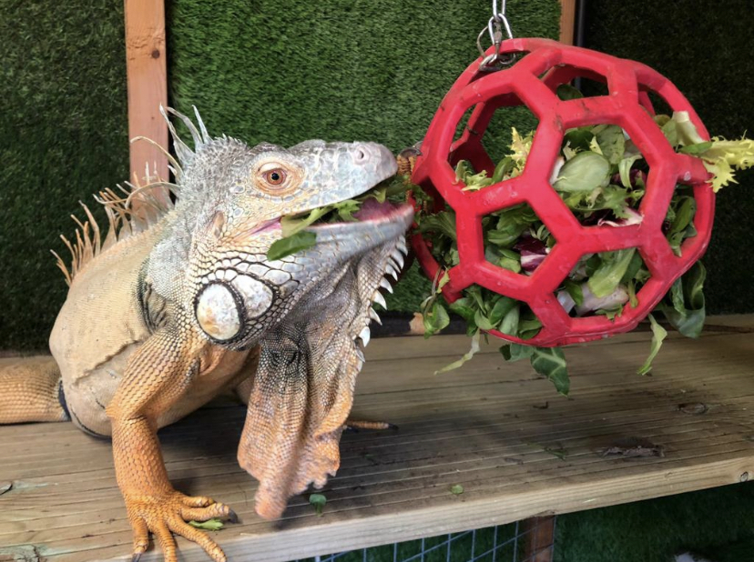 Vlad the Iguana where to see animals in Essex things to do in Essex