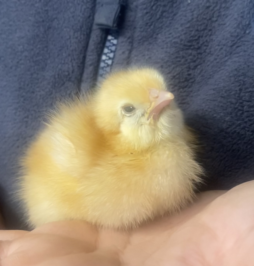 School hatching programmes the cruel reality