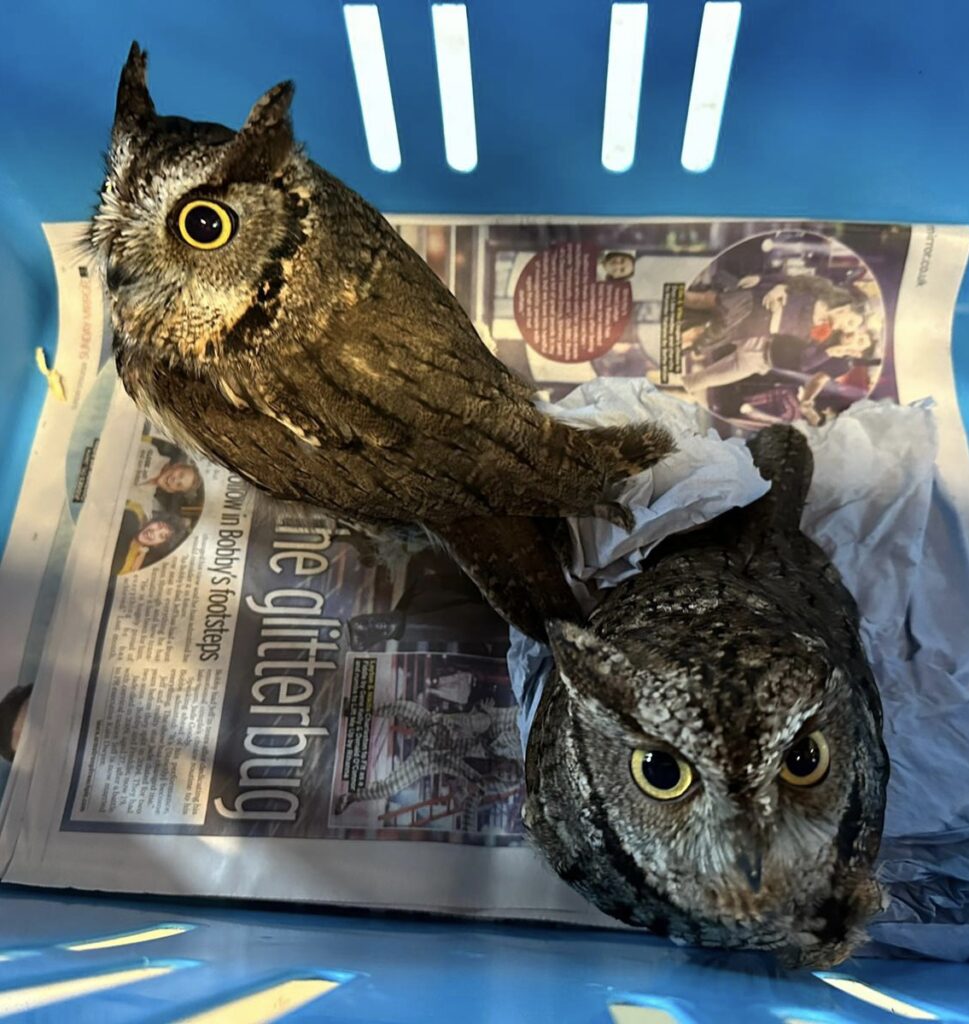 screech owls where to see animals in Essex