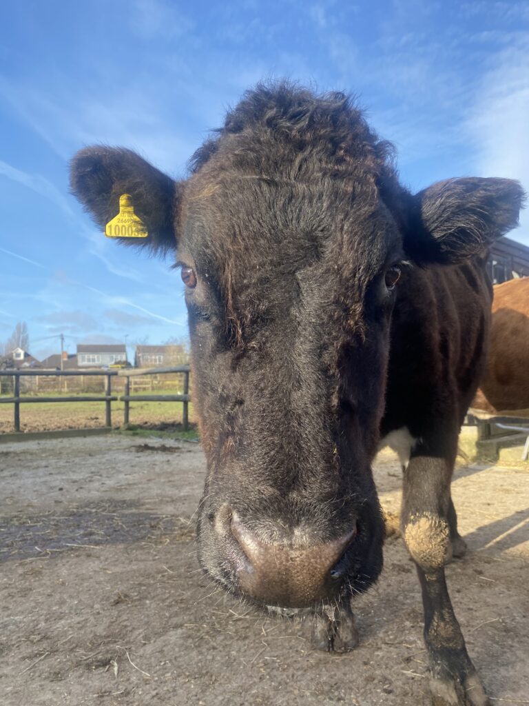 Simone the Cow where to see animals in Essex things to do in Essex with kids