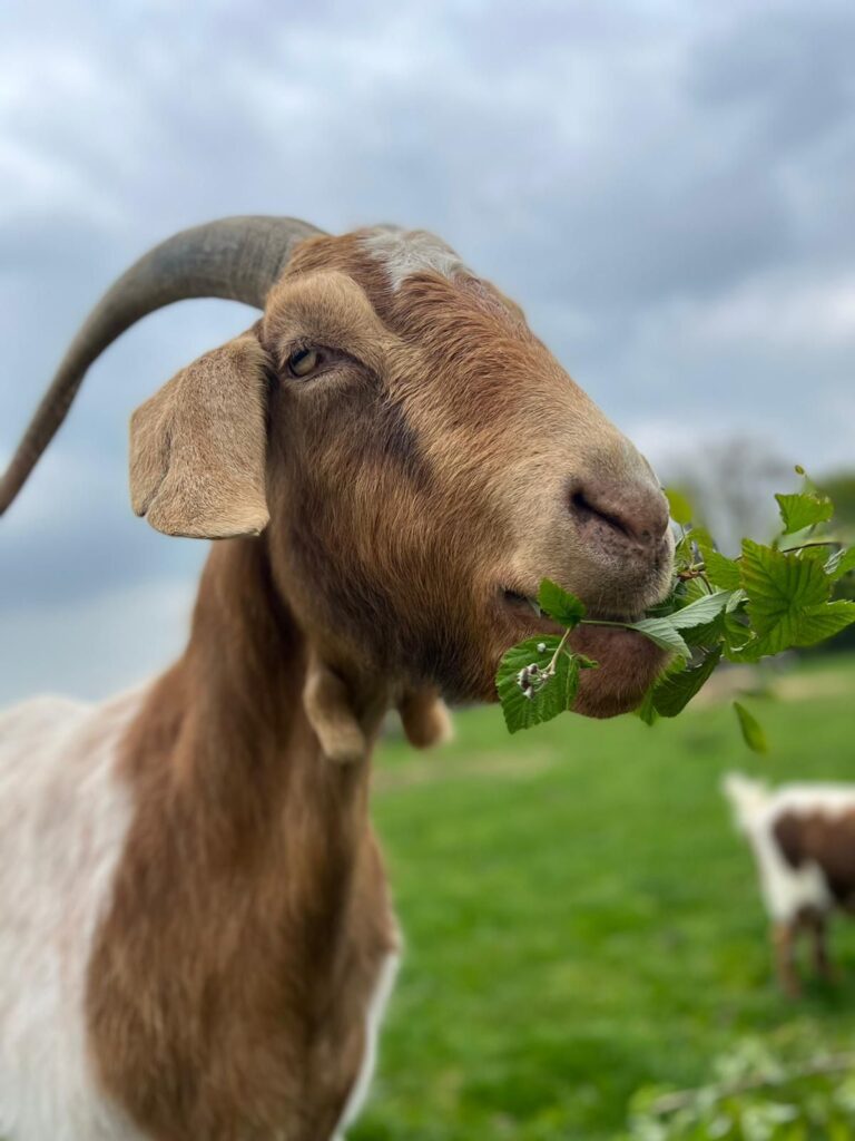 where to see animals in Essex Blaze