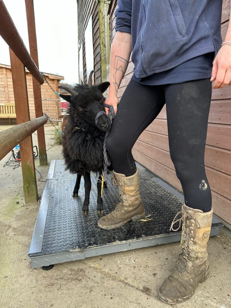 equine scales best place to see animals in Essex