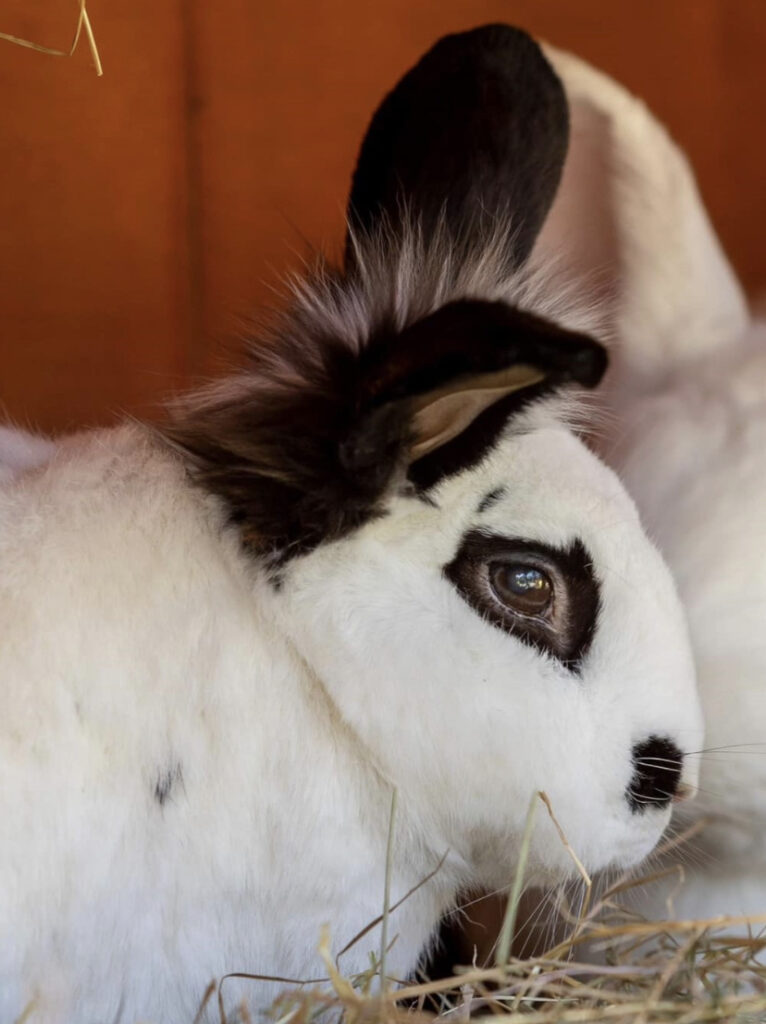 Clover things to do in Essex with kids